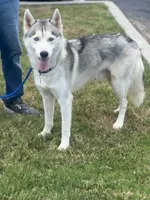 OG, a  Siberian Husky for sale in Cullman, AL – 4 of 7