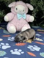 Female 1 dark silver sable, a female German Shepherd Dog for sale in Cullman, AL – 1 of 5