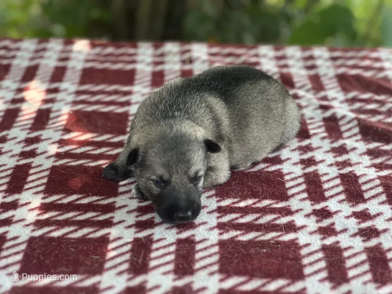 Female 1 dark silver sable – German Shepherd Dog puppy for sale in Cullman, AL