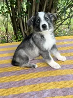 Sterling  # 1 Black and silver sable Panda male, a male German Shepherd Dog for sale in Cullman, AL – 3 of 10