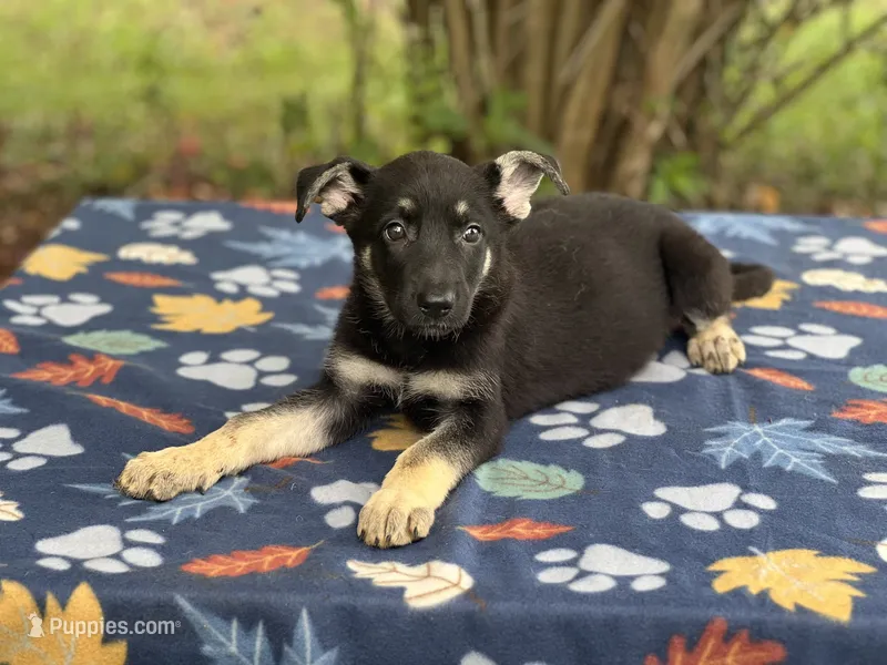 Josephine # 5 black & silver female – German Shepherd Dog puppy for sale in Cullman, AL