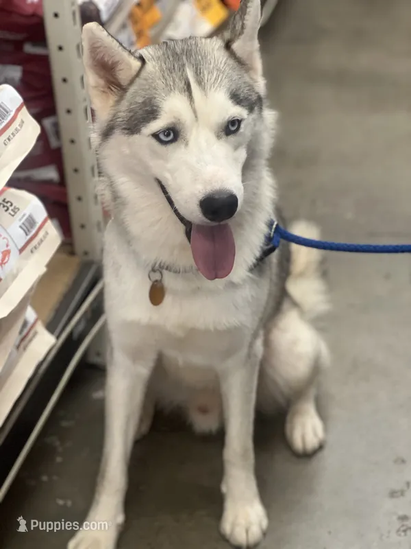 OG – Siberian Husky puppy for sale in Cullman, AL