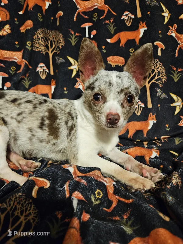 Indie – Chihuahua puppy for sale in Port Huron, MI