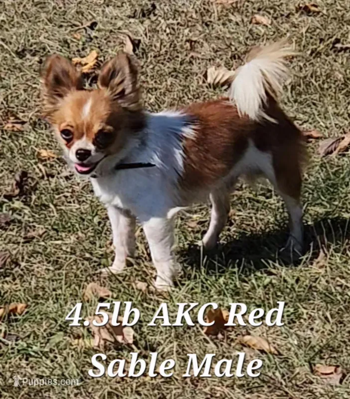 Hank Akc  – Chihuahua puppy for sale in Port Huron, MI