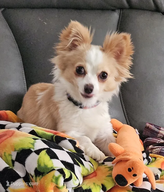 Delilah  – Chihuahua puppy for sale in Port Huron, MI