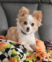Delilah , a female Chihuahua for sale in Port Huron, MI – 1 of 1