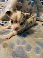 Puppy 2, a male Chihuahua for sale in Port Huron, MI – Photo 4 of 5