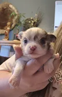 Puppy 2, a male Chihuahua for sale in Port Huron, MI – Photo 2 of 5