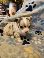 Puppy 2, a male Chihuahua for sale in Port Huron, MI – Photo 3 of 5