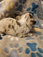 Puppy 2, a male Chihuahua for sale in Port Huron, MI – Photo 5 of 5