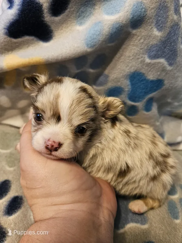 Puppy 2 – Chihuahua puppy for sale in Port Huron, MI