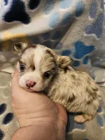 Puppy 2, a male Chihuahua for sale in Port Huron, MI – Photo 1 of 5