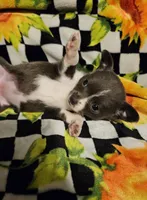 Girl Puppy , a female Chihuahua for sale in Port Huron, MI – 2 of 3