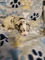 Puppy 2, a male Chihuahua for sale in Port Huron, MI – Photo 2 of 3