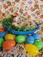 Puppy 2, a male Chihuahua for sale in Port Huron, MI – Photo 3 of 3