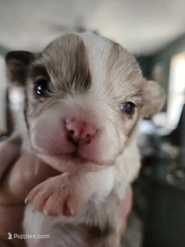 Puppy 2 – Chihuahua puppy for sale in Port Huron, MI