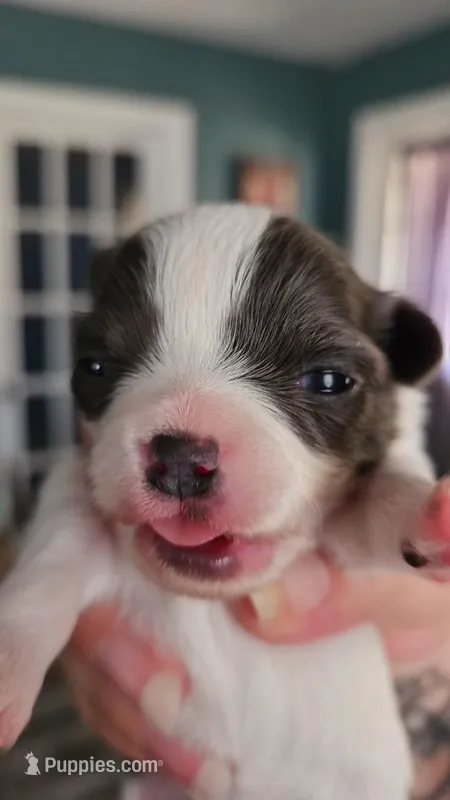 Puppy 1 – Chihuahua puppy for sale in Port Huron, MI