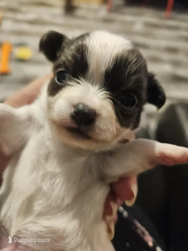 Puppy 1 – Chihuahua puppy for sale in Port Huron, MI