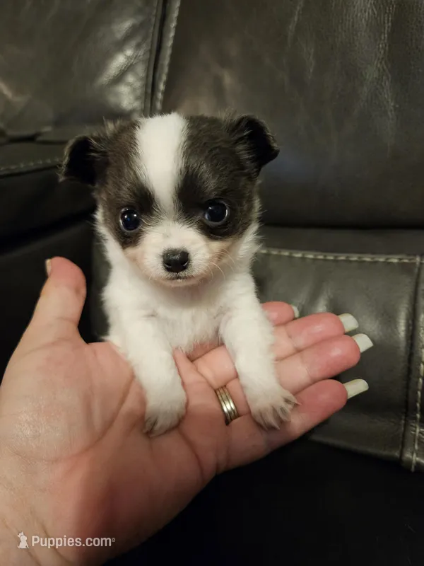 Puppy 1 – Chihuahua puppy for sale in Port Huron, MI