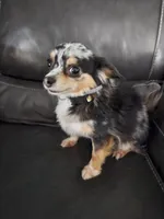 Ida Mae, a female Chihuahua for sale in Port Huron, MI – 3 of 3