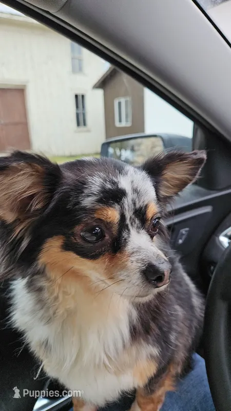 Ida Mae – Chihuahua puppy for sale in Port Huron, MI