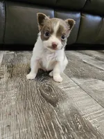 Boy Puppy , a male Chihuahua for sale in Port Huron, MI – 2 of 3