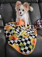 Delilah , a female Chihuahua for sale in Port Huron, MI – Photo 2 of 2