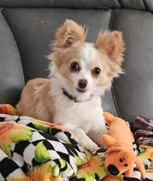 Delilah , a female Chihuahua for sale in Port Huron, MI – Photo 1 of 2