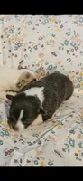 Girl Puppy , a female Chihuahua for sale in Port Huron, MI – 3 of 3