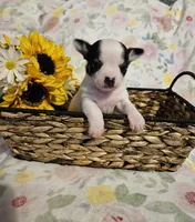 processed/0ce76f17-7592-4d65-b883-00f63944bb87/listing/c1508d8f-64f4-4350-956a-2ef8fb30ce8d/3e632cb0-4b90-46ca-8cf0-f5847948386b