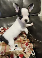 processed/0ce76f17-7592-4d65-b883-00f63944bb87/listing/c1508d8f-64f4-4350-956a-2ef8fb30ce8d/7c98ccd3-4f2a-4614-8338-75da144fc9e5