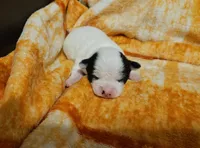 processed/0ce76f17-7592-4d65-b883-00f63944bb87/listing/c1508d8f-64f4-4350-956a-2ef8fb30ce8d/b46f7ac4-e883-480e-9abe-e3ea403b3239