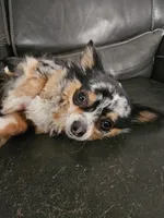 Ida Mae, a female Chihuahua for sale in Port Huron, MI – 2 of 3