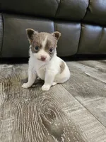 Boy Puppy , a male Chihuahua for sale in Port Huron, MI – 3 of 3