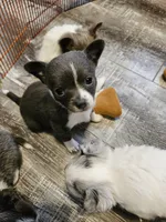 Girl Puppy , a female Chihuahua for sale in Port Huron, MI – 1 of 3