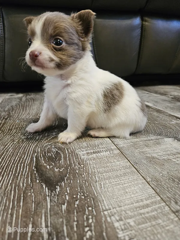 Boy Puppy  – Chihuahua puppy for sale in Port Huron, MI