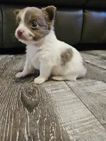 Boy Puppy , a male Chihuahua for sale in Port Huron, MI – 1 of 3