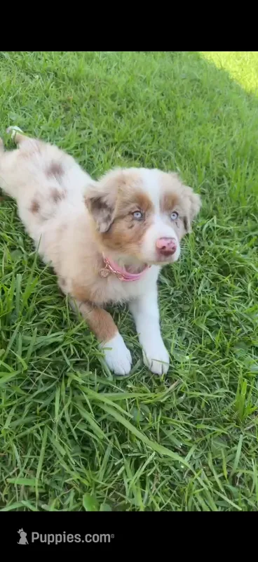 Susie – Australian Shepherd puppy for sale in Bluffton, SC