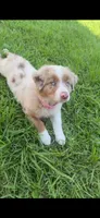 Susie, a female Australian Shepherd for sale in Bluffton, SC – 1 of 2