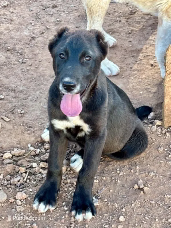 Lyalya – Central Asian Shepherd puppy for sale in Ash Fork, AZ