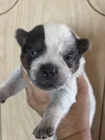 Luke , a male Australian Cattle Dog for sale in Ash Fork, AZ – 1 of 1