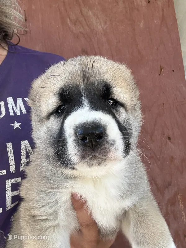 Olga – Central Asian Shepherd puppy for sale in Ash Fork, AZ
