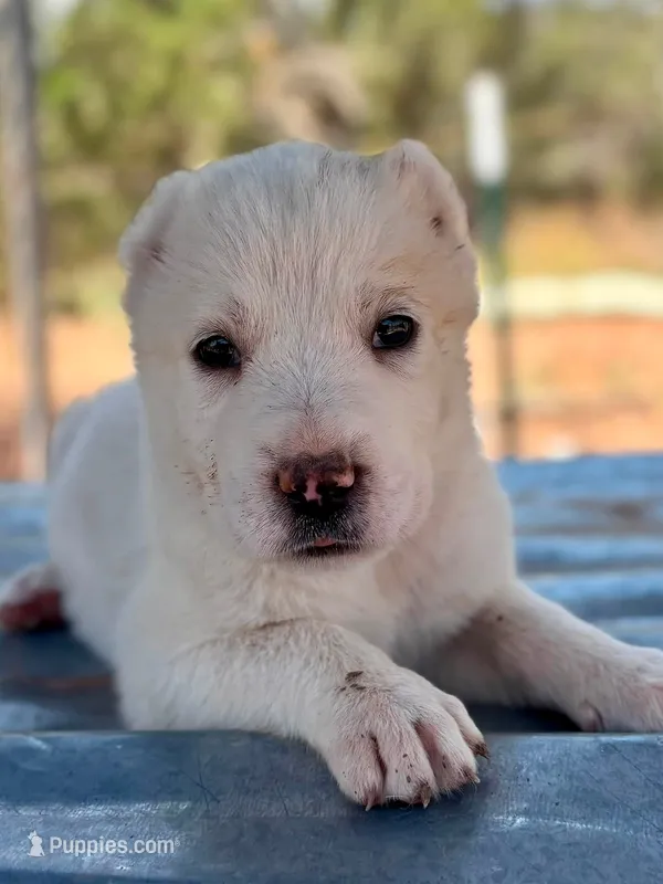 Naomi – Central Asian Shepherd puppy for sale in Ash Fork, AZ