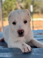 Naomi, a female Central Asian Shepherd for sale in Ash Fork, AZ – 2 of 6