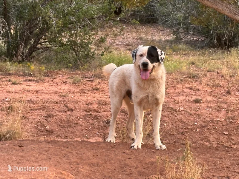 Apache - TEXT FOR INFO (Wont respond to messages here) – Central Asian Shepherd puppy for sale in Ash Fork, AZ