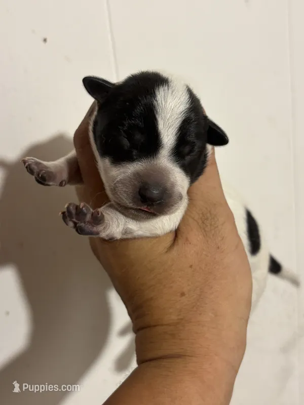 Coal – Australian Cattle Dog puppy for sale in Ash Fork, AZ