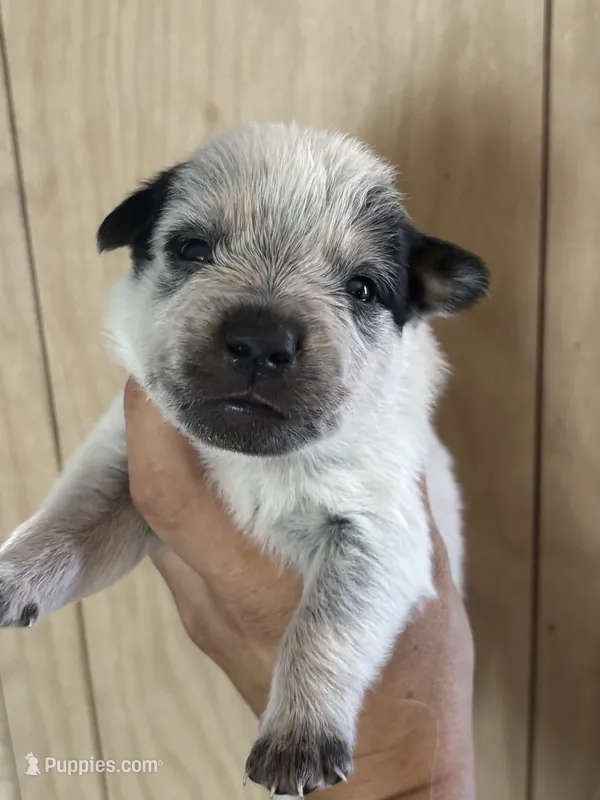 Liam – Australian Cattle Dog puppy for sale in Ash Fork, AZ