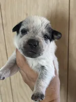 Liam, a male Australian Cattle Dog for sale in Ash Fork, AZ – 1 of 1