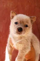 Nina AKC Red Female, a female Australian Cattle Dog for sale in Ash Fork, AZ – 3 of 6