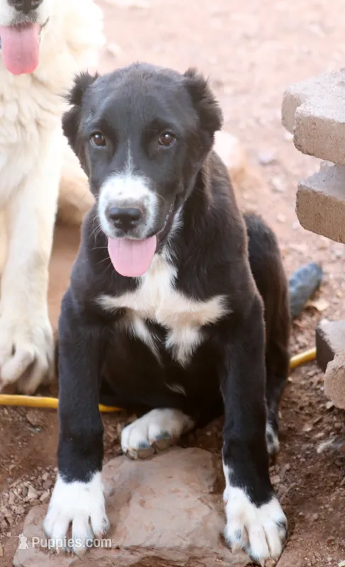 Lada – Central Asian Shepherd puppy for sale in Ash Fork, AZ